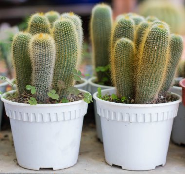 tencerede çok kaktüs