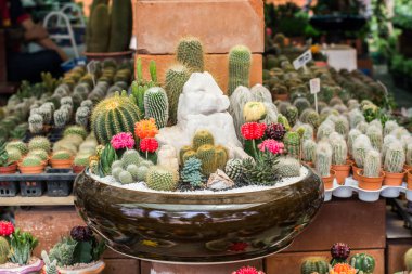 Güzellik Bahçe kaktüs