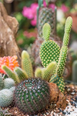 Güzellik Bahçe kaktüs