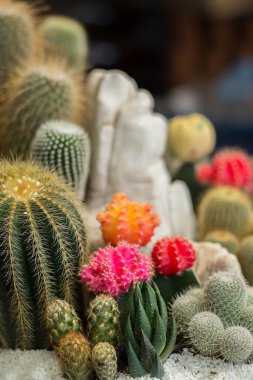 Güzellik Bahçe kaktüs