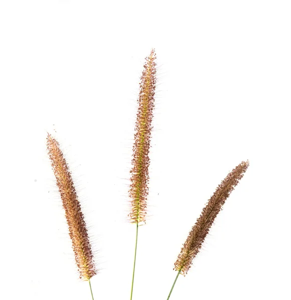 Gras bloem geïsoleerd — Stockfoto