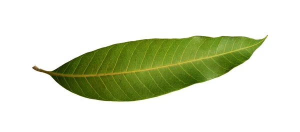 Mango leaves  isolated — Stock Photo, Image