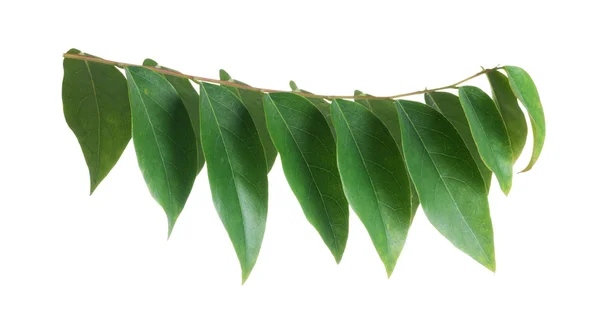 Star gooseberry leaf isolated — Stock Photo, Image