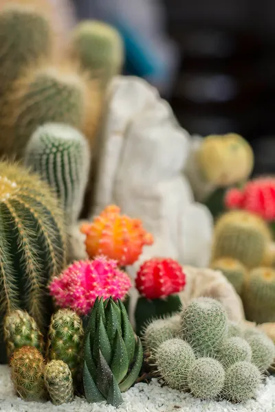 El cactus hermoso Jardín — Foto de Stock
