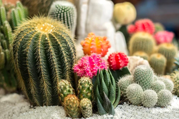 El cactus hermoso Jardín — Foto de Stock