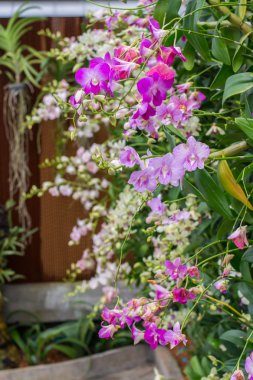 güzel vahşi orkide