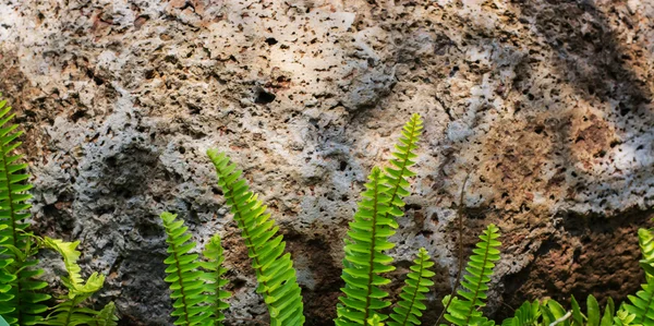 Green bracken plant in the forest — Stock Photo, Image