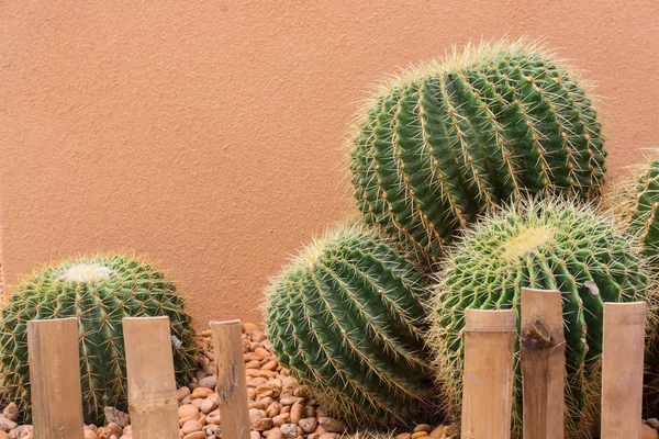 Jardín de cactus — Foto de Stock
