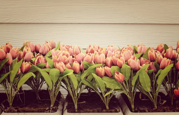 Czerwone tulipany na białym tle drewna — Zdjęcie stockowe