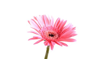 izole çiçek pembe gerbera