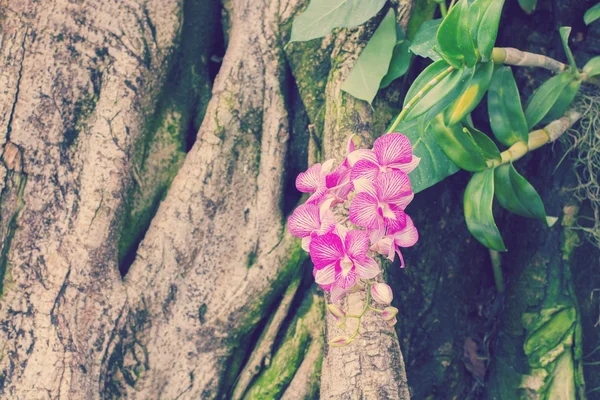 Schöne wilde Orchidee — Stockfoto