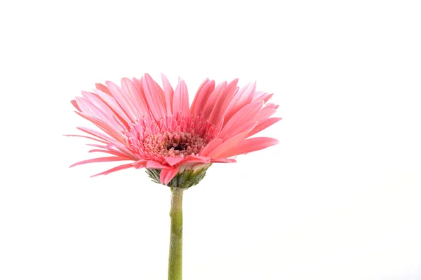 Gerbera rosa fiore isolato — Foto Stock
