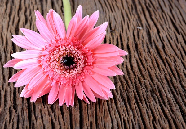 Çiçek pembe gerbera — Stok fotoğraf