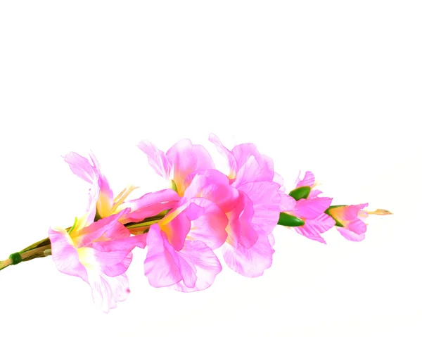 Fiori di orchidea rosa isolati su sfondo bianco — Foto Stock