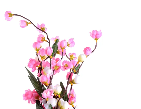 Kirschblüte, Sakura-Blüten isoliert — Stockfoto