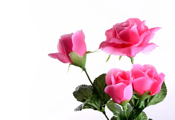 Banda růžových růží izolovaných na bílém — Stock fotografie