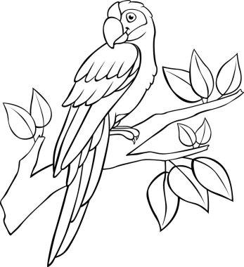 Boyama sayfası. Şirin papağan, ağaç dalına oturmuş gülümsüyor..