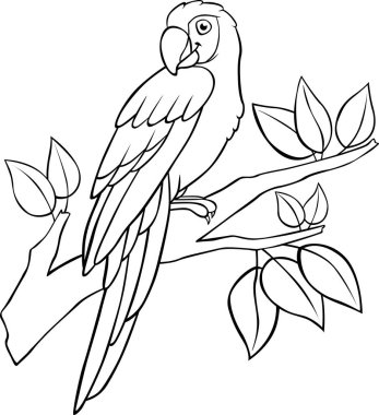 Boyama sayfası. Şirin papağan kırmızı papağan ağaç dalında oturuyor ve gülümsüyor..