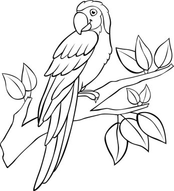 Boyama sayfası. Şirin papağan sarı papağanı ağaç dalında oturur ve gülümser..