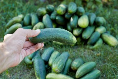 Çiftçinin elinde yeşil bir salatalık toplanıyor..