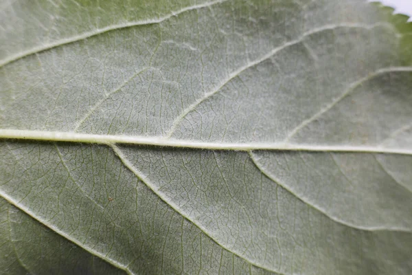 Green Leaf Apple Tree Taken Close Shows Texture Leaf — Stock Photo, Image