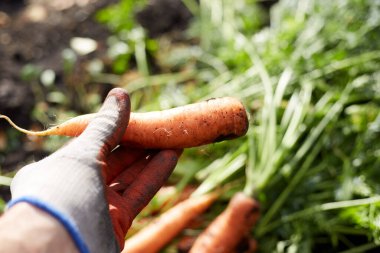 Havuç hasadı başladı, bir çiftçi elinde yaprakları olan bir havuç tutuyor..