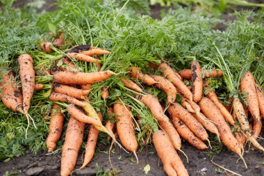 Havuç hasadı, işlenmemiş taze havuç çiftçinin tarlasında yerde yatıyor..