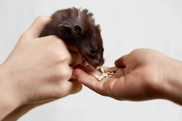 Hamster Sírio Come Sua Mão Fundo Branco — Fotografia de Stock