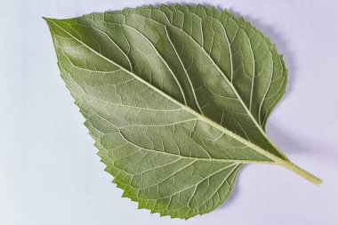 Tasarımcı tarafından yakın plan çekilen beyaz arkaplanda yeşil bir kavak yaprağı kullanılabilir.