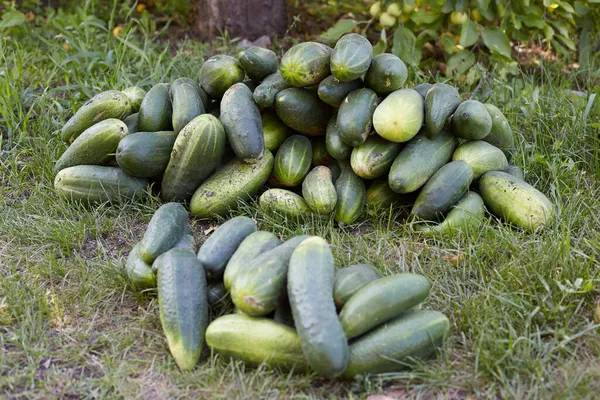 Bir Grup Yeşil Olgun Salatalık Bahçedeki Yatağın Yanında Yatıyor — Stok fotoğraf