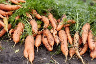Havuç hasadı, işlenmemiş taze havuç çiftçinin tarlasında yerde yatıyor..