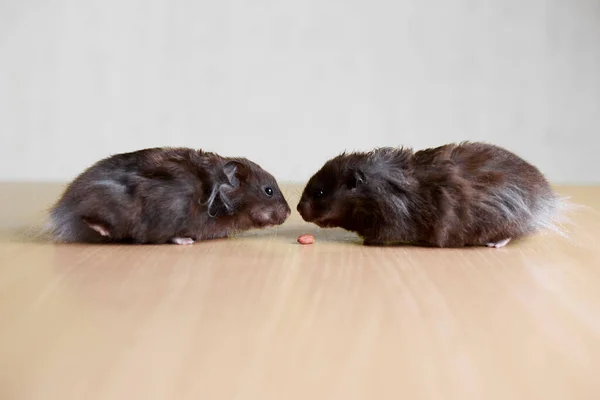 Two Hamsters Different Sexes Boy Girl White Background Each Other — Stock Photo, Image