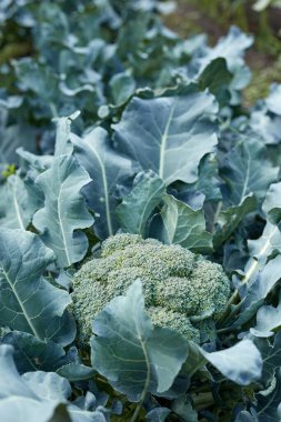 Bahçede yiyecek ve sağlıklı yiyecekler için brokoli yetiştiriyorum..