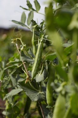 Baharatlı bezelye kabuklarıyla bezelye sapının fotoğrafı..