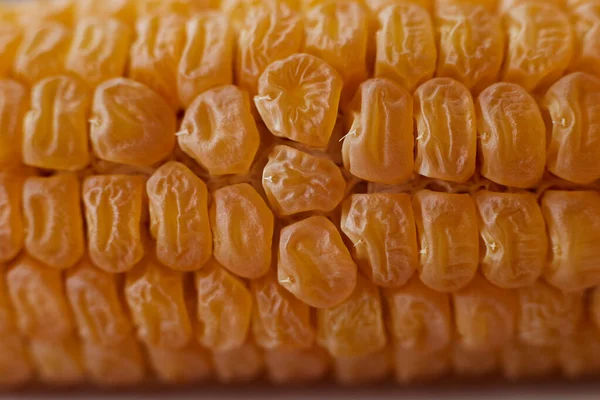 Maiskolbenschuss Großaufnahme Mit Reihen Gelb Reifer Samen — Stockfoto