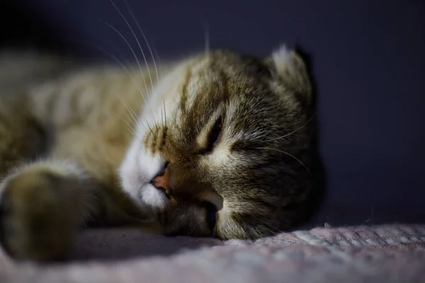 Χαριτωμένο Και Όμορφο Γατάκι Κοιμάται Στο Κρεβάτι Βράδυ — Φωτογραφία Αρχείου