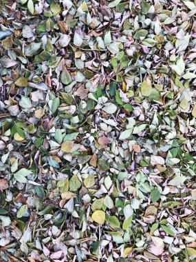 Sonbaharın başlarında ağaçtan düşen yapraklar yeşil ve sarı renklidir..