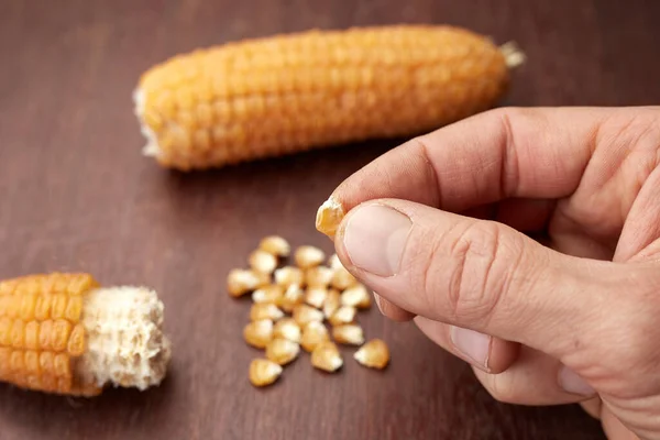 Maissaat Liegt Auf Dem Maiskolben Und Der Hand Des Bauern — Stockfoto