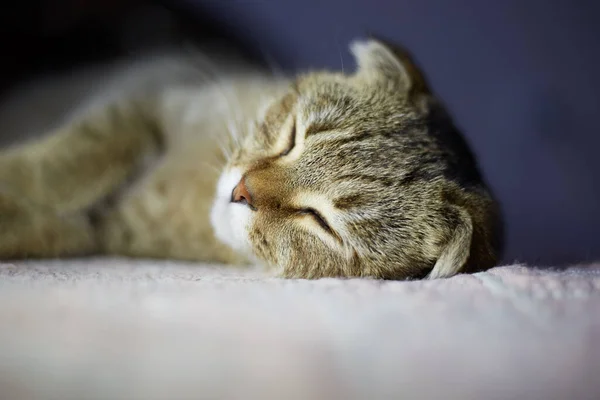 Gatto Sul Cuscino Nel Letto Dorme Carino Notte — Foto Stock