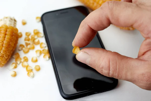 Агроном або фермер тримає насіння кукурудзи в руці на тлі смартфона і саджає насіння кукурудзи — стокове фото