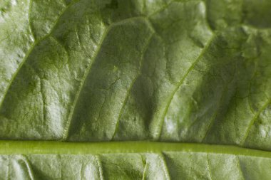 Yeşil karahindiba yaprağı toplanmış Yaprağın dokusu görülebilir.