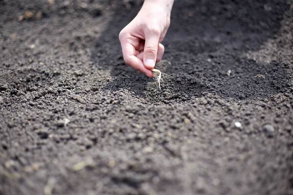 Посадка проросшего семени в землю, рост и развитие темы.