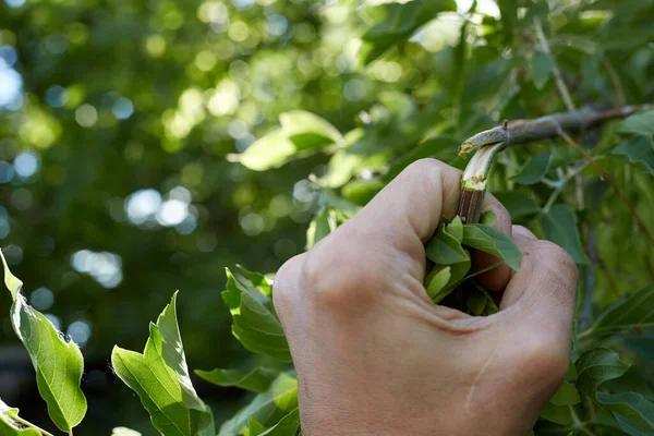 Een Man Brak Een Tak Thema Zorg Voor Natuur Stockfoto