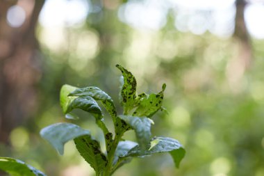 Cherry yaprak bitleri yüzünden hasta ve bitkilerin gelişimine zarar veriyor..