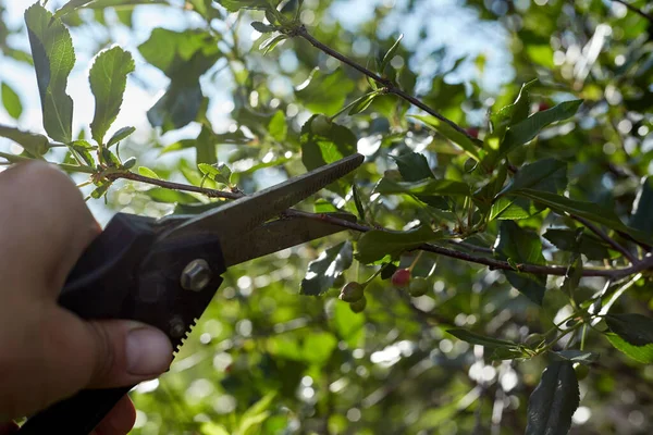 Çiftçi kiraz ağaçlarının dallarını ve yapraklarını keser, meyve bitkileriyle ilgilenir..