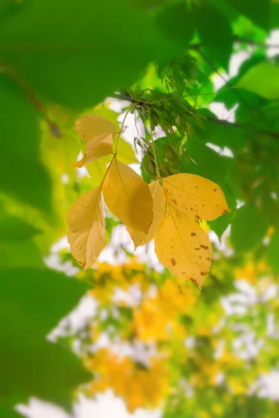 Foglia d'autunno — Foto Stock