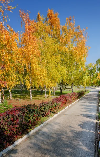 Árboles de otoño — Foto de Stock