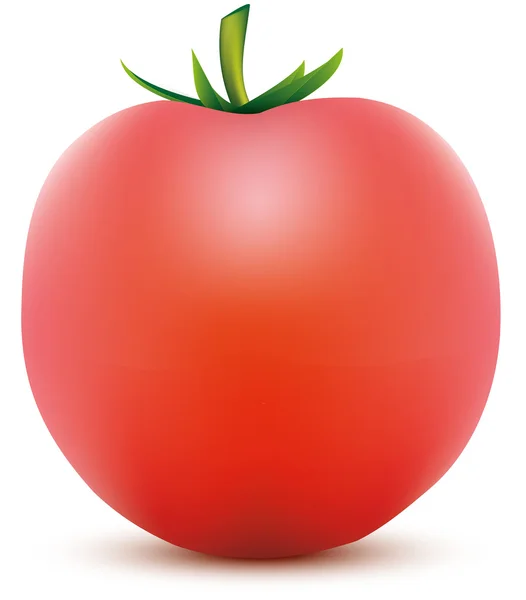 Tomato — Stock Vector