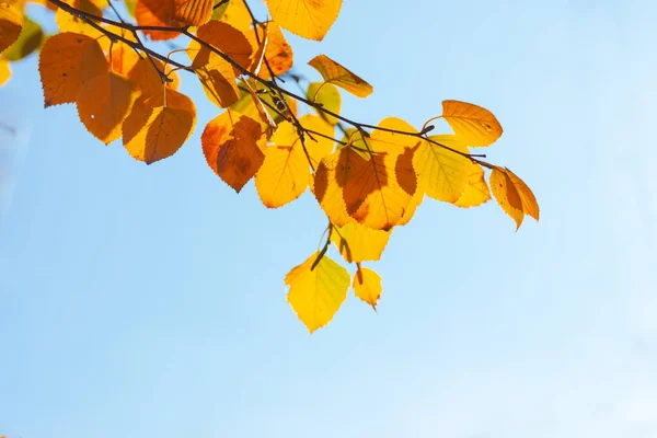 Autumn Maple Leaves Background Photos Mid Autumn — Stock Photo, Image