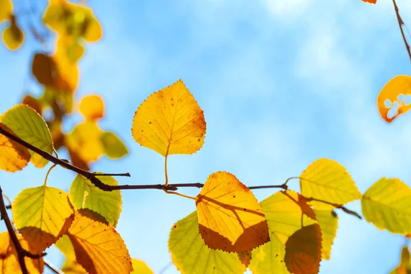 Autumn Maple Leaves Background Photos Mid Autumn — Stock Photo, Image